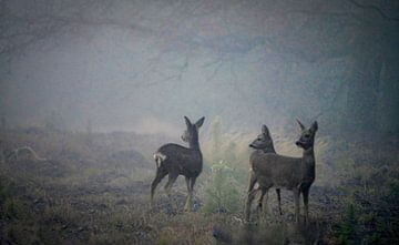 Drie reeen spitsen hun oren in een mistig bos van Jolanda Stam