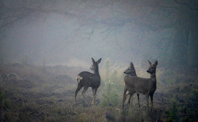Three deer prick their ears in a misty forest by Jolanda Stam
