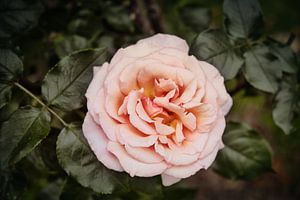 Vintage-Rose