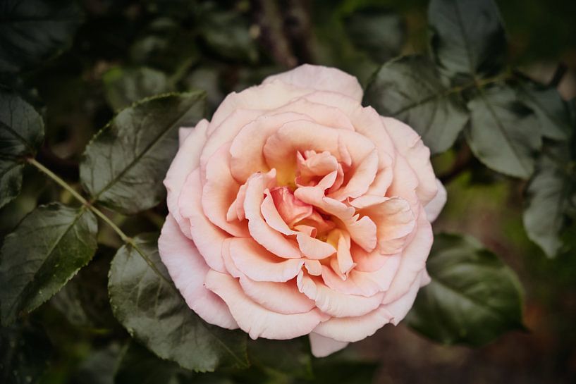 Vintage roos van Ineke Huizing
