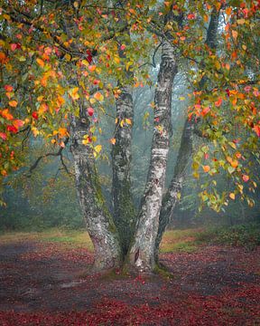 Feuilles d'automne sur un bouleau | Photographie de nature | Automne sur Marijn Alons