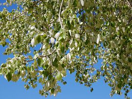 greenish-white waterfall by Wim vd Neut