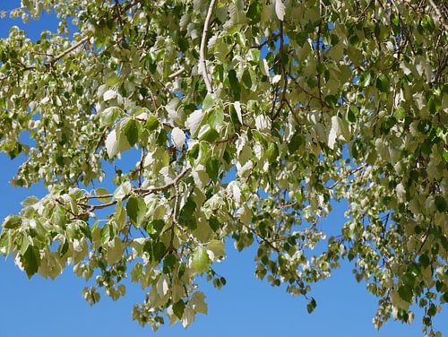 greenish-white waterfall