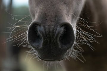 Die Nase eines braunen Pferdes von SonjaFoersterPhotography