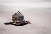 Peruvian vulture by Eerensfotografie Renate Eerens thumbnail