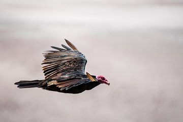 vautour fauve du Pérou sur Eerensfotografie Renate Eerens