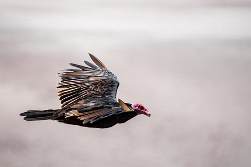 Peruvian vulture