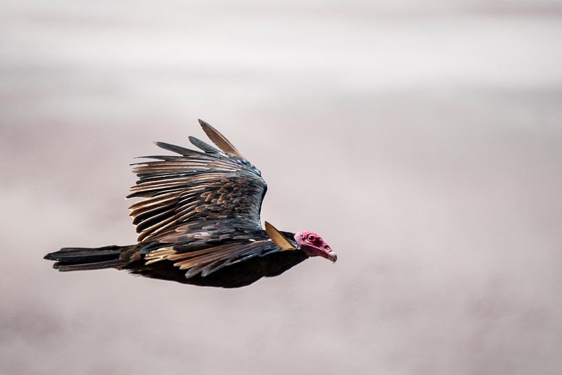 Peruvian vulture by Eerensfotografie Renate Eerens