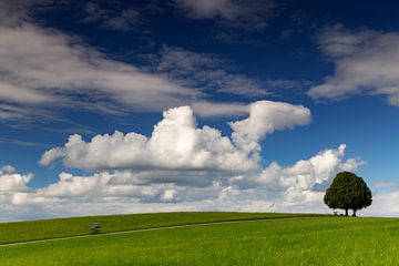 Baum mit Wolken von Andreas Müller