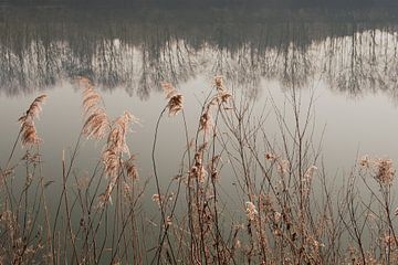 Between Reed And Water