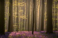 Hallerbos 2
