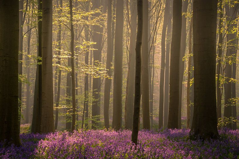 Hallerbos 2 by Geert Huyskens Photography