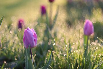 Nahaufnahme von Tulpen von Annelou de Man