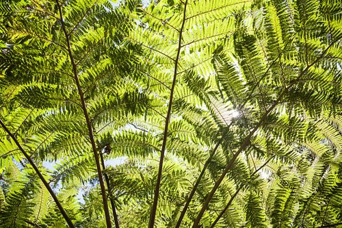 Reuzenvarenbladeren - Australië