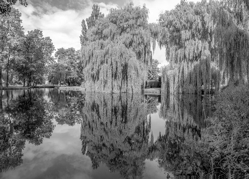 The hanging trees by Marc Hollenberg