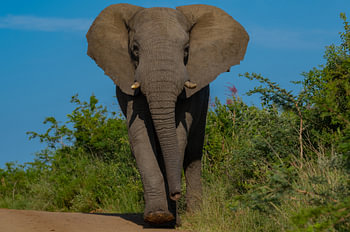 Elefante im Naturreservat Hluhluwe Nationalpark Südafrika