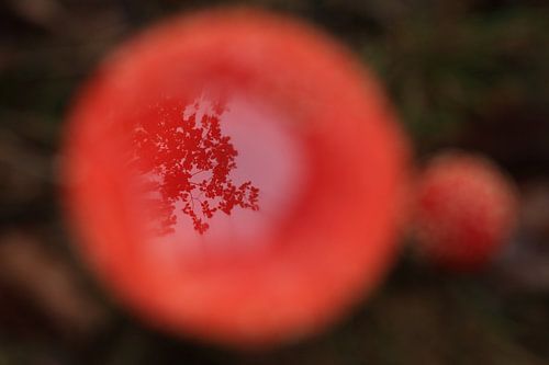 Amanite tue-mouches (Amanita muscaria), également appelée Amanite rouge Germany