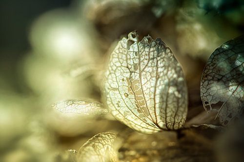 Faded hydrangea flower
