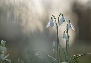 Schneeglöckchen bei Sonnenaufgang