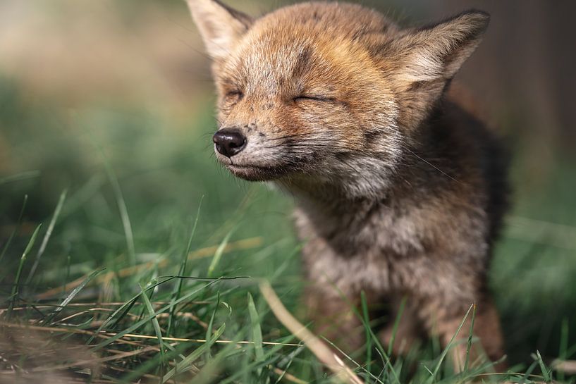 Fox cub enjoys the sun by Jolanda Aalbers