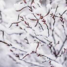 Natuur onder een sneeuwlaag 3 | Aamsveen in Twente van Ratna Bosch