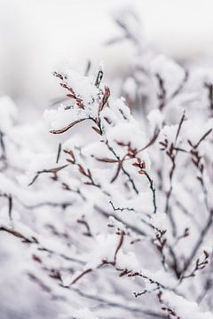Natuur onder een sneeuwlaag 3 | Aamsveen in Twente