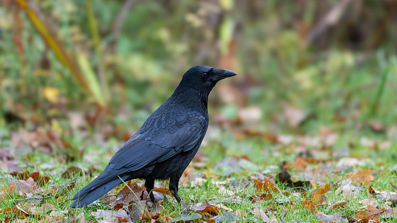 Dit le corbeau ... Jamais plus par Sebastian Czech