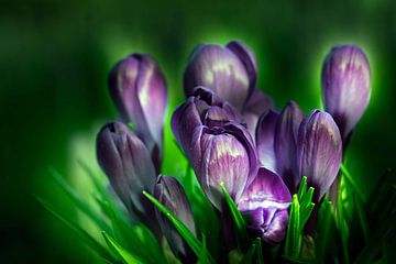paarse krokusjes in bloei in het voorjaar van Robin Verhoef