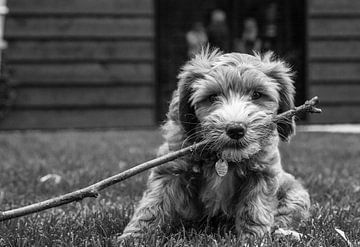 Kleine rakker . Labradoodle Pup.