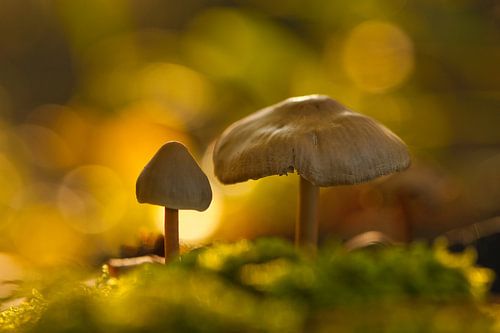 Autumn is rising - Paddenstoelen voor op de kinderkamer