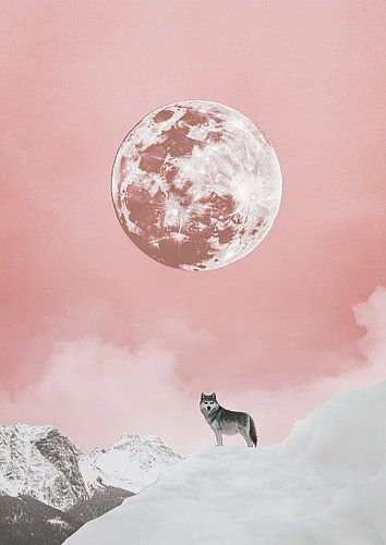Wolf sneeuw maan roze