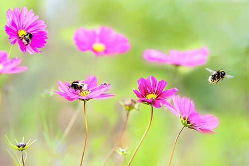 Printemps sur Anouschka Hendriks