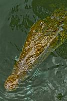Jamaicaanse krokodil