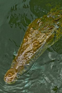 Jamaican crocodile by Stefan Antoni