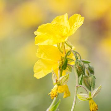 BLUMEN AN DER WAND von Manon Visser