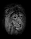 Löwenporträt: Zäher Löwe in schwarz-weiß von Marjolein van Middelkoop Miniaturansicht