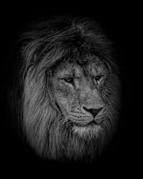 Portrait de lion : lion coriace en noir et blanc sur Marjolein van Middelkoop