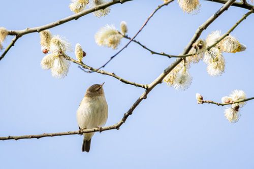 Kijk omhoog (tjiftjaf)!