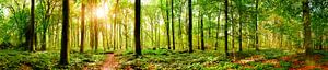 Waldpanorama