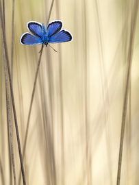 Vlinder by Daan de Vos