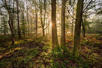 Sunrise in an old oak forest