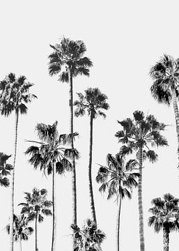 Black & White Palms 3 van Gal Design