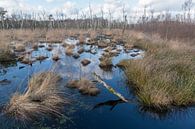 Natuurreservaat het Wooldse veen in Winterswijk by Tonko Oosterink thumbnail