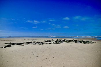 Rotsen op strand.