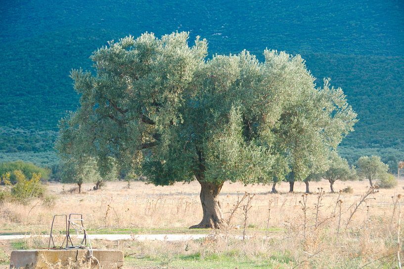 Einzelner Olivenbaum von Peter Schoo - Natuur & Landschap