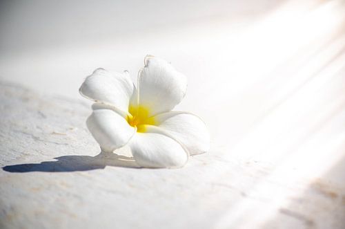 Frangipani-Tempelbaum