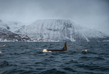 Orca in den Fjorden von Norwegen