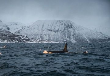 Orka/Orca in de fjorden van Noorwegen van Merijn Loch