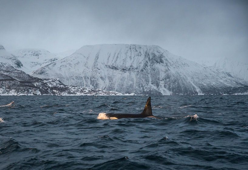 Orque dans les fjords de Norvège par Merijn Loch