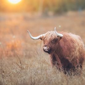 Schotse Hooglander van WeVaFotografie